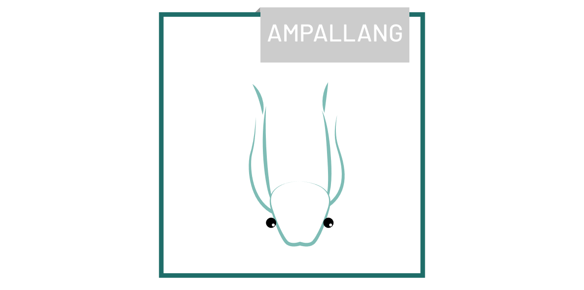 piercing_Ampallang