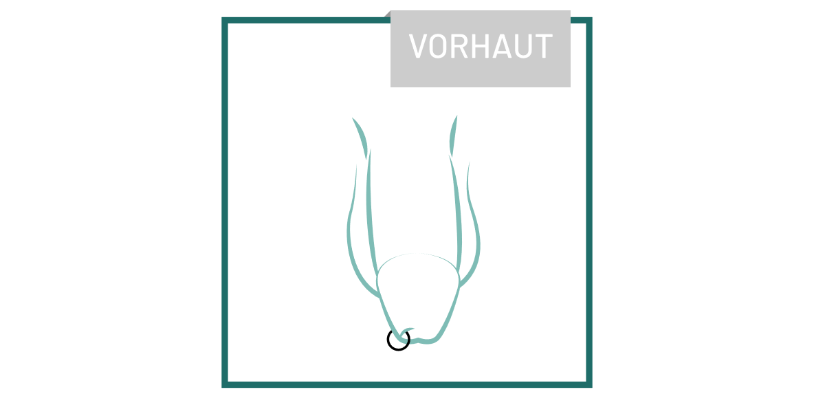 piercing_Vorhaut